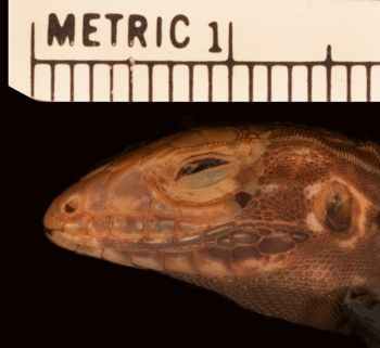 Media type: image;   Herpetology R-53926